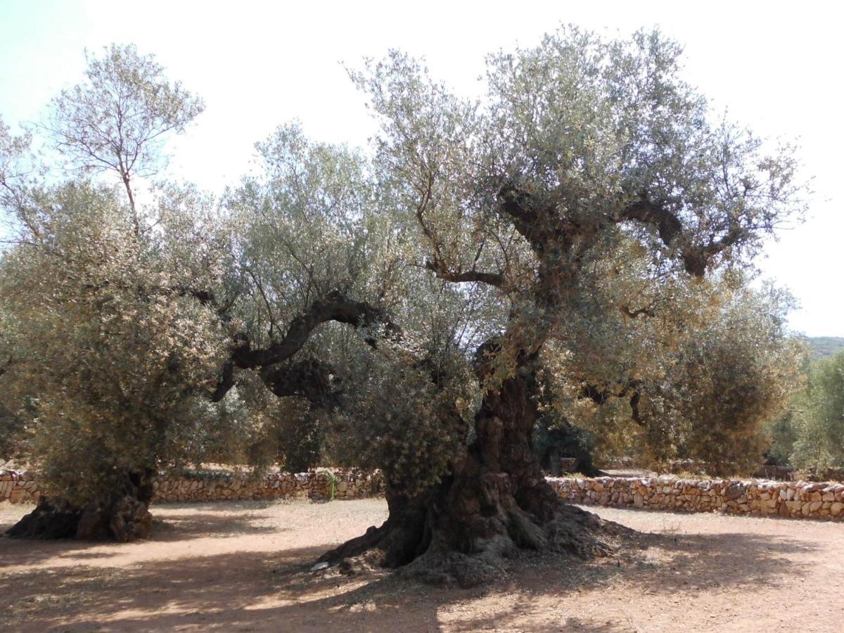 Casa El Regall Cálig المظهر الخارجي الصورة
